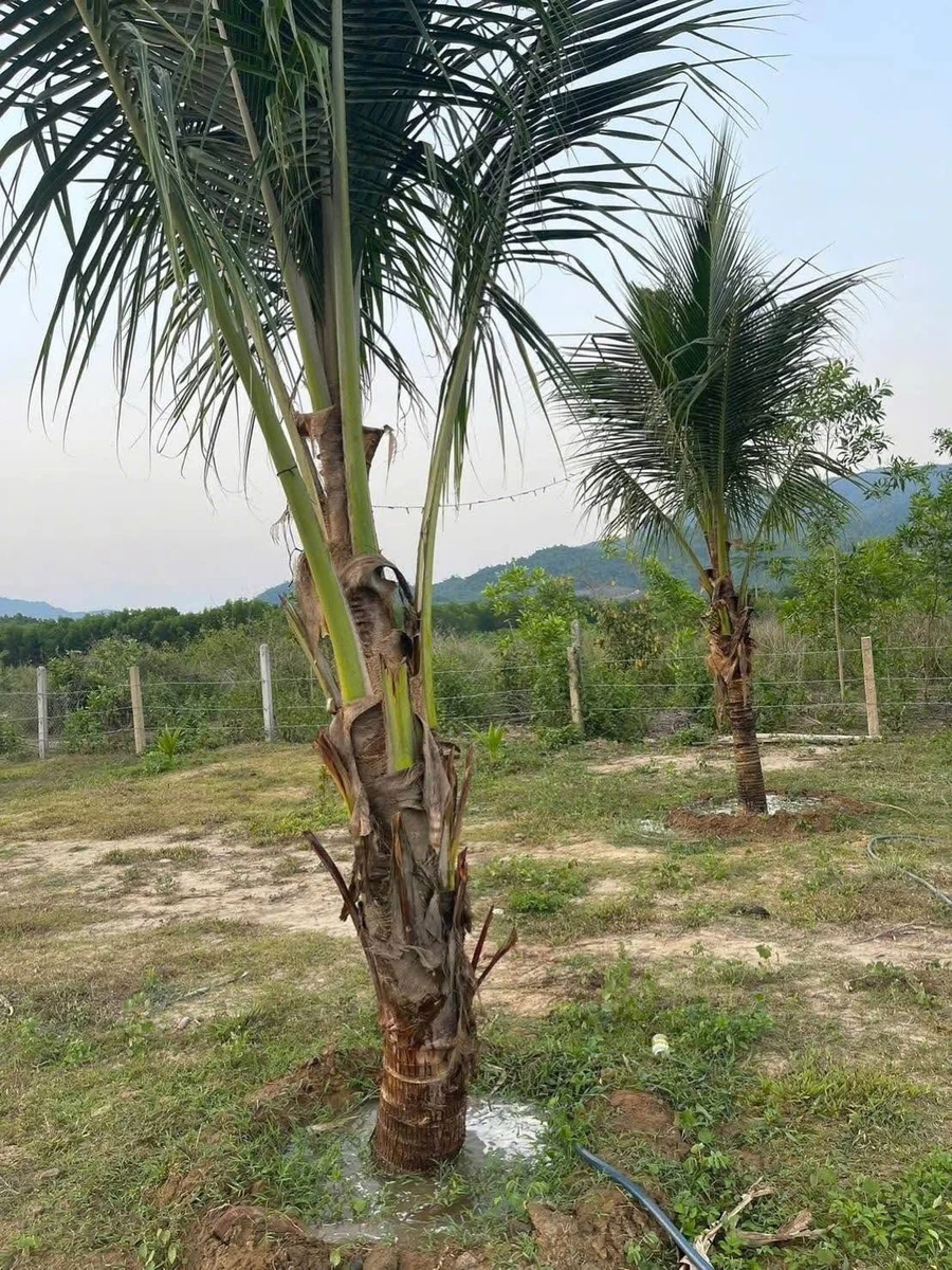 Bán lô đất vườn 1500m2 giáp suối Khánh Hòa - Ảnh thu nhỏ 4