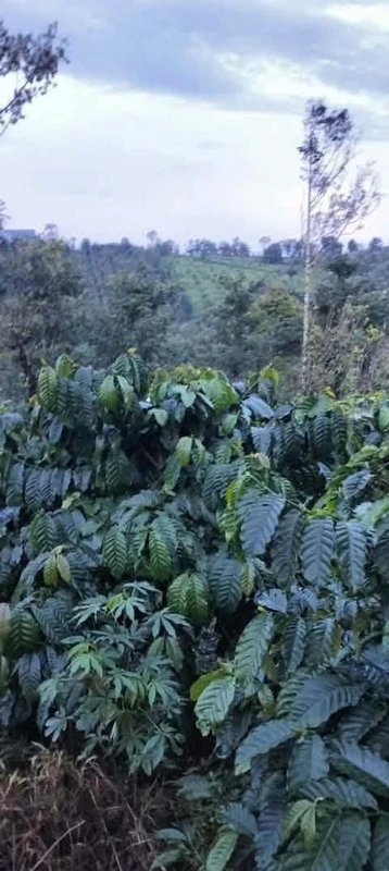 Bán đất 1ha ao hồ Tuy Đức Lâm Đồng 1 tỷ 300 triệu