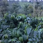 Bán đất 1ha ao hồ Tuy Đức Lâm Đồng 1 tỷ 300 triệu - Ảnh thu nhỏ 1