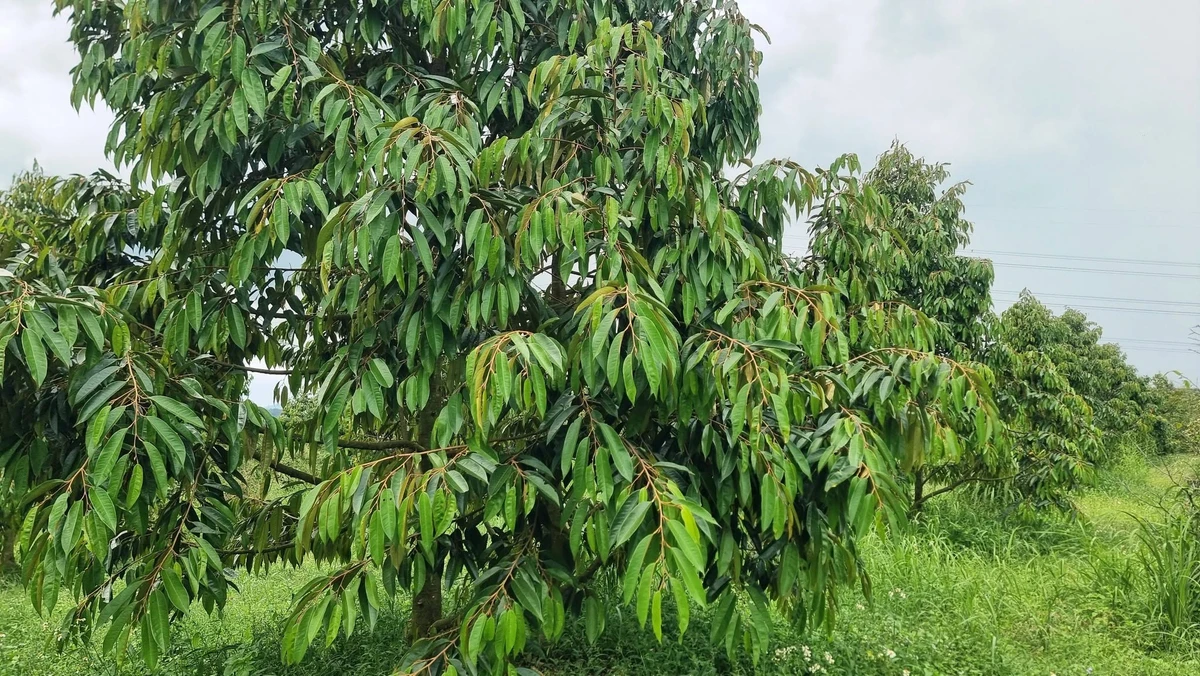 Bán đất 3,2ha Đức Liễu, Đà Nẵng 7,1 tỷ - Ảnh 1
