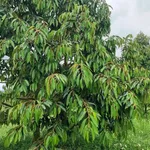 Bán đất 3,2ha Đức Liễu, Đà Nẵng 7,1 tỷ - Ảnh thu nhỏ 1