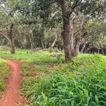 Bán 3,7ha đất vườn cao su, điều tại Phú Trung, Bình Phước giá 4 tỷ - Ảnh thu nhỏ 1