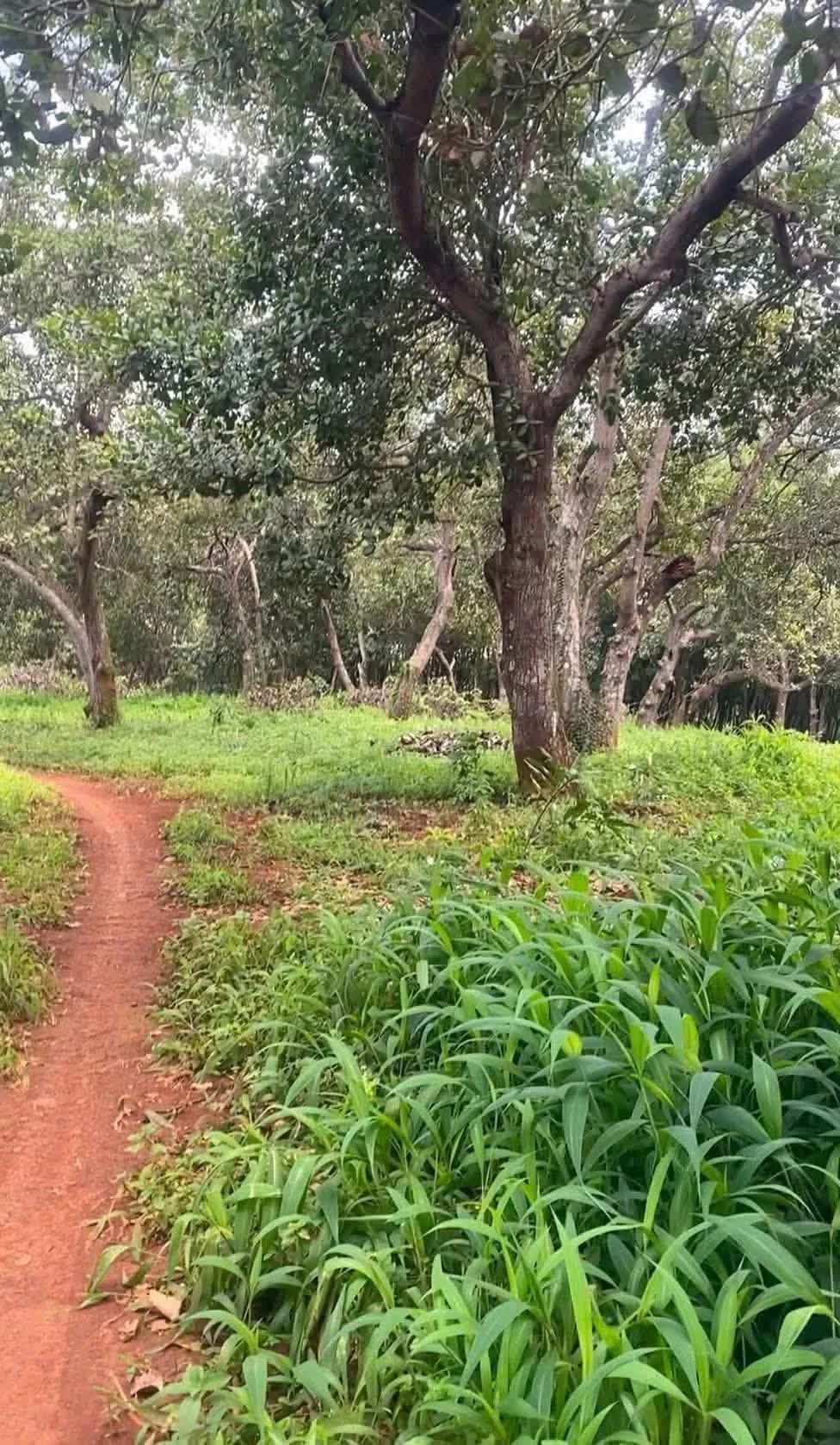 Bán 3,7ha đất vườn cao su, điều tại Phú Trung, Bình Phước giá 4 tỷ - Ảnh 1