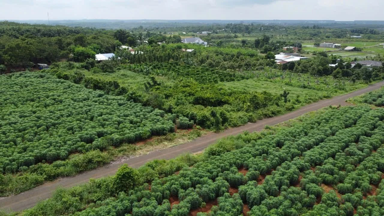 Cho thuê nền đất sào thổ cư 1200m2, 25 triệu/tháng, Nhà Bè - Ảnh 1