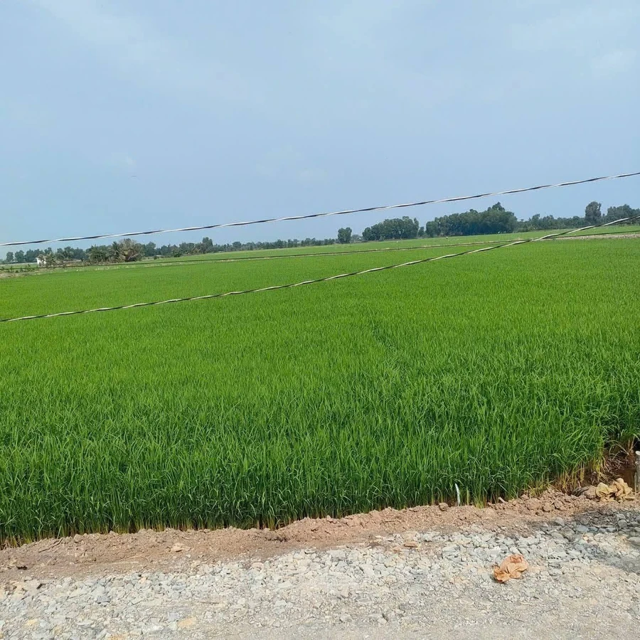 Bán đất lúa 9394m² Tân Thành, Long An - Ảnh thu nhỏ 3