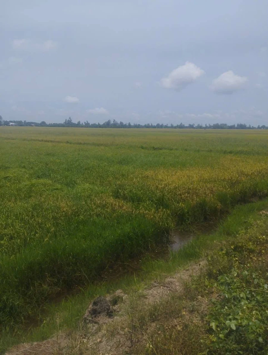 Bán đất mặt tiền kênh Tân Khánh Hoà Kiên Giang 9880m2 - Ảnh thu nhỏ 2