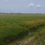 Bán đất mặt tiền kênh Tân Khánh Hoà Kiên Giang 9880m2 - Ảnh thu nhỏ 2