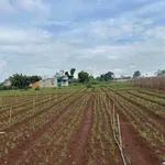 Bán đất nền 225m2 tại thị trấn Liên Nghĩa, Đức Trọng - Ảnh thu nhỏ 2