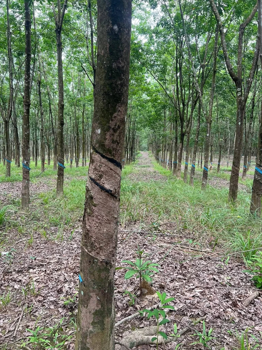 Bán 4,5 ha cao su Phú Hòa Phú Riềng 9 tỷ - Ảnh 1