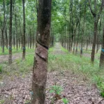 Bán 4,5 ha cao su Phú Hòa Phú Riềng 9 tỷ - Ảnh thu nhỏ 1