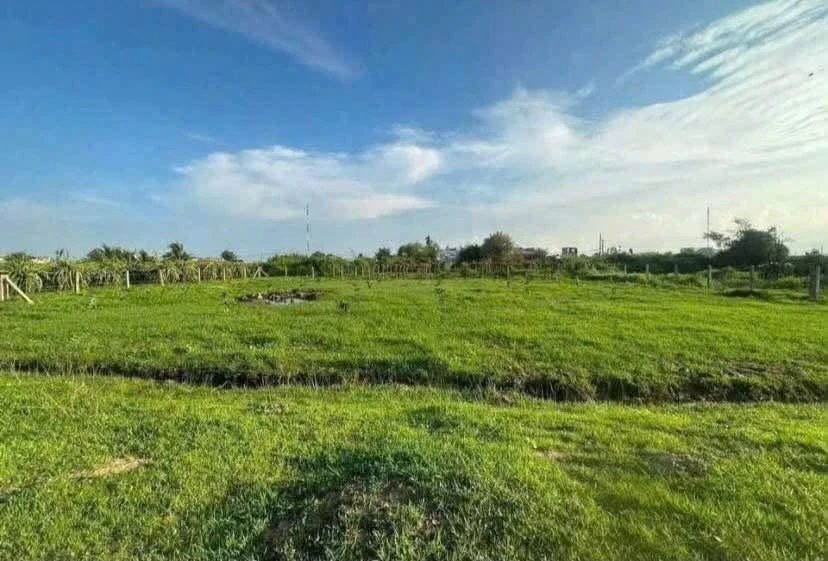 Bán đất cây trồng 200m2 tại Hàm Liêm, Khánh Hòa 180 triệu - Ảnh thu nhỏ 5