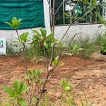 Bán đất thổ cư 130m² giá 590 triệu Xã Lỗ - Ảnh thu nhỏ 4