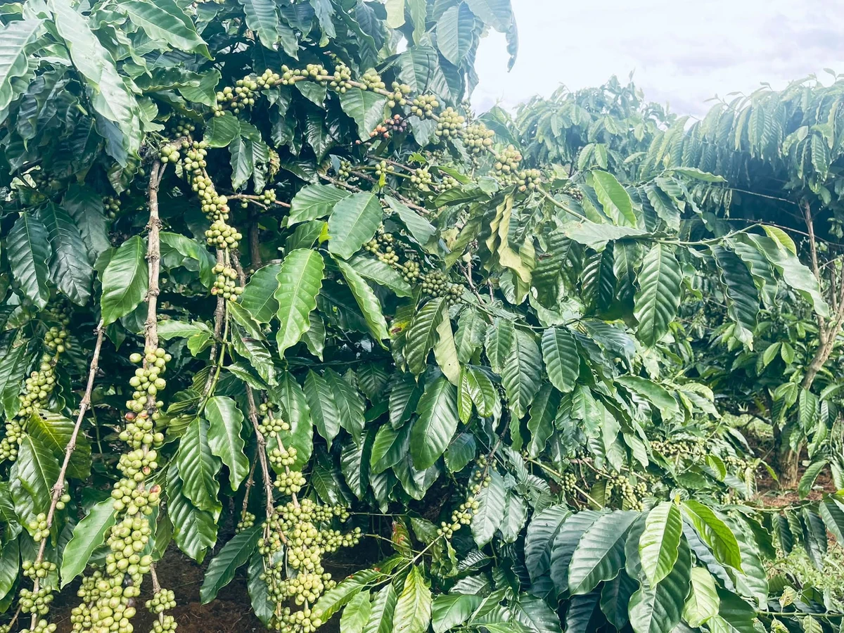 Bán đất vườn 2,2 ha tại Xã Đạo Nghĩa, Đắk Nông - Ảnh thu nhỏ 4