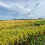 Bán 7 công ruộng mặt tiền Châu Thành, Kiên Giang - Ảnh thu nhỏ 3