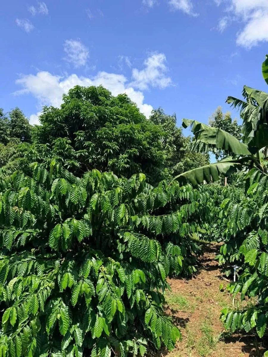 Bán đất nông nghiệp 1 hectare café sầu riêng Cư Mgar - Ảnh thu nhỏ 3