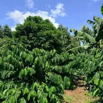 Bán đất nông nghiệp 1 hectare café sầu riêng Cư Mgar - Ảnh thu nhỏ 3