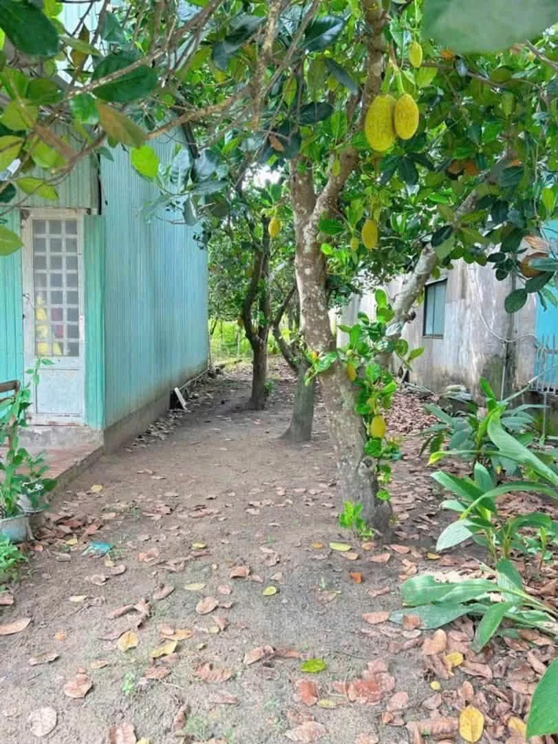 Bán lô đất thổ cư 5,5 x 38m đường nhựa gần ĐT744, Phú An, Bến Cát - Ảnh thu nhỏ 4