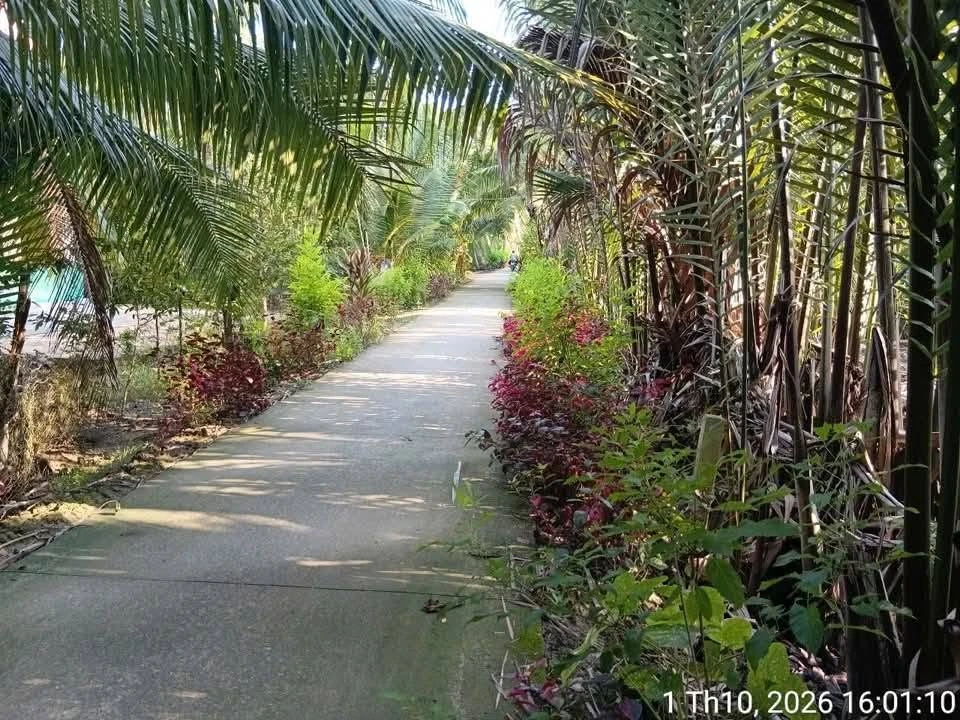 Bán đất vườn 1.356m² Phước Long, Vĩnh Long - Ảnh thu nhỏ 3