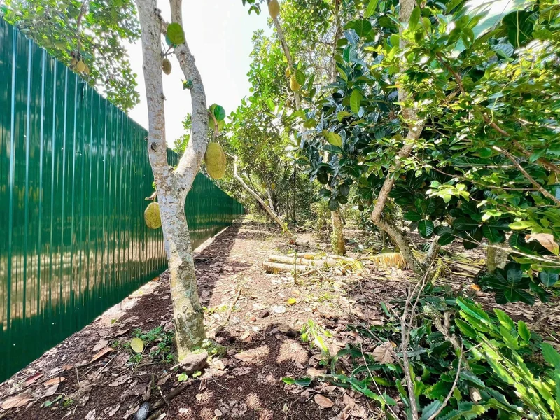 Bán đất vườn trái cây 500m2 sổ riêng giá 699 triệu tại Phường Bảo Vinh