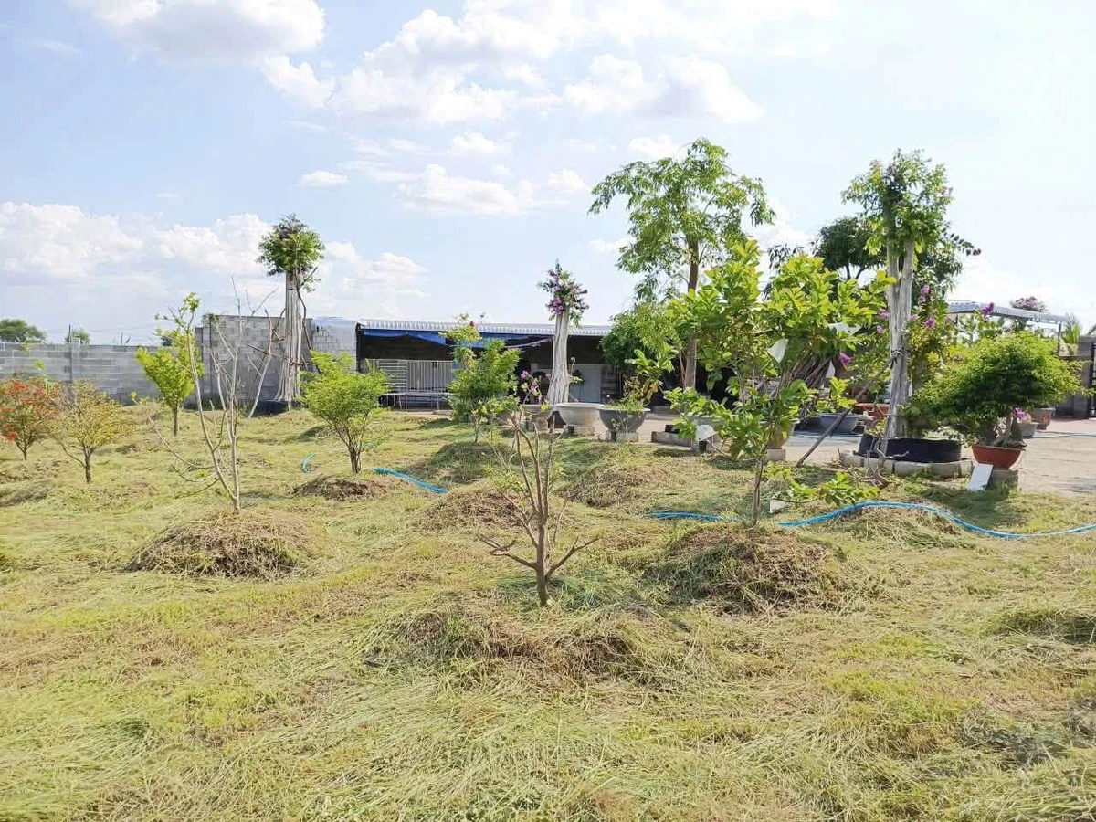 Bán nhà vườn 977m2 sổ riêng tại Hàm Liêm, Bình Thuận - Ảnh thu nhỏ 3