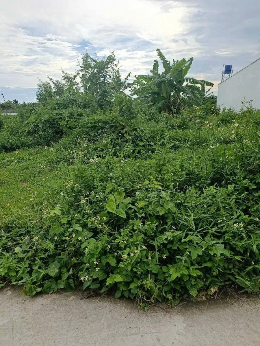 Bán đất mặt tiền Kinh 7 Thạnh Lộc 500m² - Ảnh thu nhỏ 2
