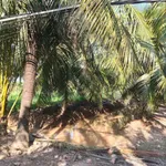 Bán đất vườn dừa mặt tiền 3.5m, 3575m² tại Bình Đại - Ảnh thu nhỏ 1