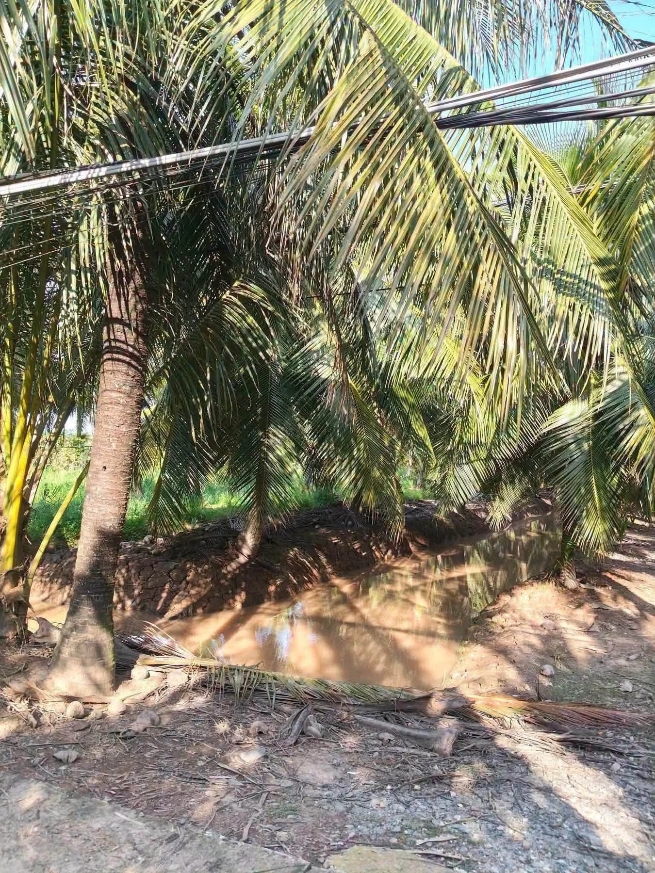 Bán đất vườn dừa mặt tiền 3.5m, 3575m² tại Bình Đại - Ảnh 1