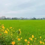 Hàng hiếm, view lúa mặt tiền Lê Thánh Tông, đất nở hậu, vị trí đẹp trong khu vực - Ảnh thu nhỏ 9