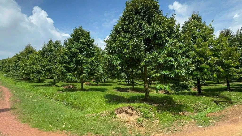 Bán vườn sầu riêng 2 hecta, Phú Lâm, Đồng Nai, 11 tỷ - Ảnh thu nhỏ 2