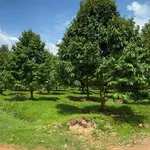 Bán vườn sầu riêng 2 hecta, Phú Lâm, Đồng Nai, 11 tỷ - Ảnh thu nhỏ 2