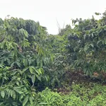 Bán đất 1,3 ha giá 2,3 tỷ tại thôn Linh Nham, Xã Mang Yang, Gia Lai - Ảnh thu nhỏ 2