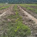 Bán đất gần 1ha Tân Lập, Hàm Thuận Nam 1 tỷ 50 - Ảnh thu nhỏ 3