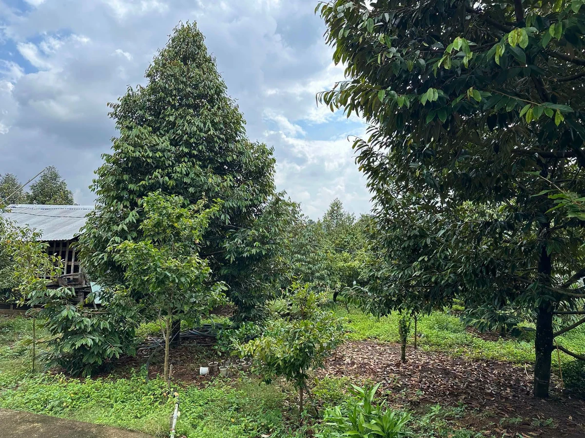 Bán đất 30.000m² có vườn sầu riêng tại Bù Đốp, Bình Dương - Ảnh thu nhỏ 3