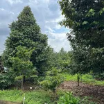 Bán đất 30.000m² có vườn sầu riêng tại Bù Đốp, Bình Dương - Ảnh thu nhỏ 3