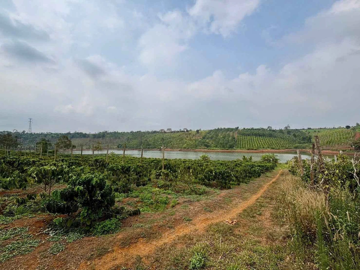 Bán vườn cà phê 2,1ha view hồ tự nhiên Đắk Nông - Ảnh thu nhỏ 5