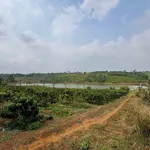 Bán vườn cà phê 2,1ha view hồ tự nhiên Đắk Nông - Ảnh thu nhỏ 5