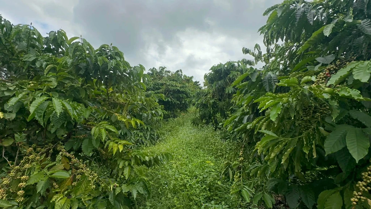 Bán đất 200m² Buôn Dốc Linh, Lâm Đồng, 3 tỷ 6 - Ảnh thu nhỏ 3
