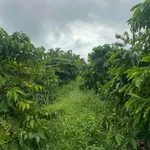Bán đất 200m² Buôn Dốc Linh, Lâm Đồng, 3 tỷ 6 - Ảnh thu nhỏ 3