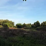 Bán lô đất 10.600m² bazan Bù Đốp - Ảnh thu nhỏ 3