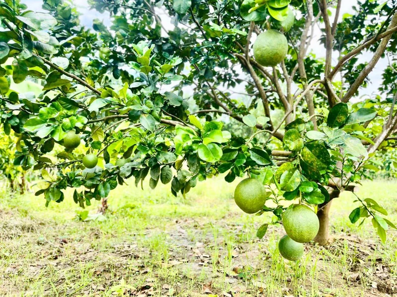 Bán lô đất vườn 1.400m² mặt tiền Tỉnh lộ 2, Khánh Hoà