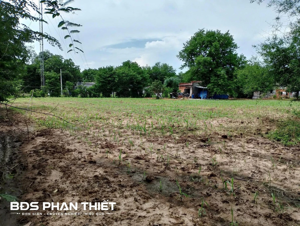 Bán đất 2542 m² Phú Thủy với nhà cấp 4, 800 triệu - Ảnh thu nhỏ 4