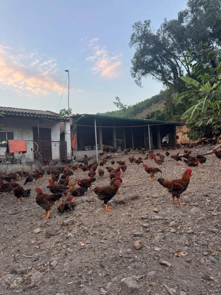 Bán trang trại nhà vườn 1828m2 Đông Triều Quảng Ninh - Ảnh thu nhỏ 3