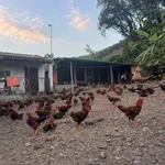 Bán trang trại nhà vườn 1828m2 Đông Triều Quảng Ninh - Ảnh thu nhỏ 3