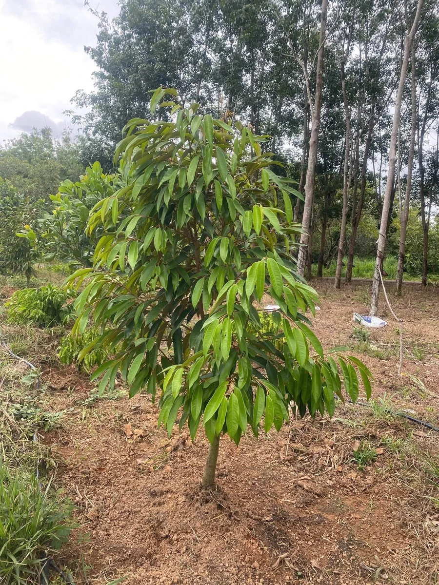 Bán 1,2 ha đất mặt đường nhựa có 100m thổ cư tại Phú Trung, Phú Riềng, Bình Phước - Ảnh thu nhỏ 2