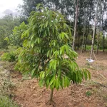 Bán 1,2 ha đất mặt đường nhựa có 100m thổ cư tại Phú Trung, Phú Riềng, Bình Phước - Ảnh thu nhỏ 2