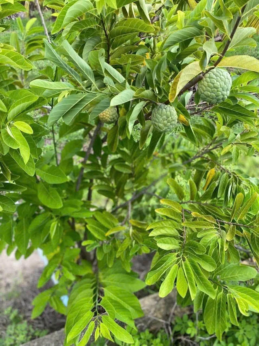 Bán đất vườn 1,2 mẫu (7,6 sào) 1 tỷ 4 Bình Chánh - Ảnh 1