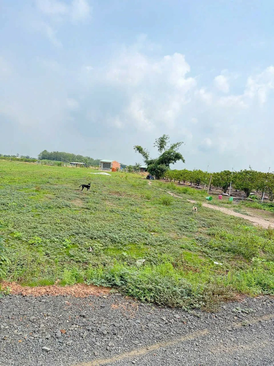 Bán lô đất liền kề 1000m2 Thạnh Lợi Bình Minh Tây Ninh - Ảnh thu nhỏ 3