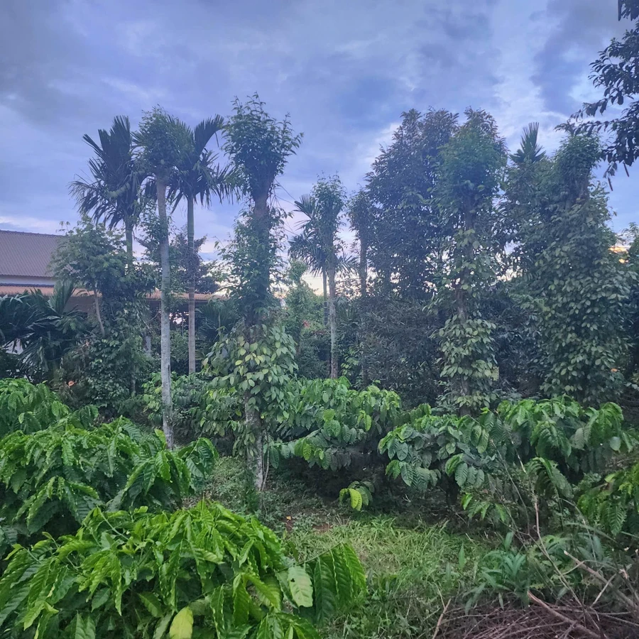 Bán đất 400m² Cao Thắng Ea Kao, giá 1 tỷ 3 - Ảnh 1