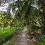 Bán đất Giồng Trôm 1 công 6 (1600 m²) 600 triệu Cần Giờ - Ảnh thu nhỏ 1