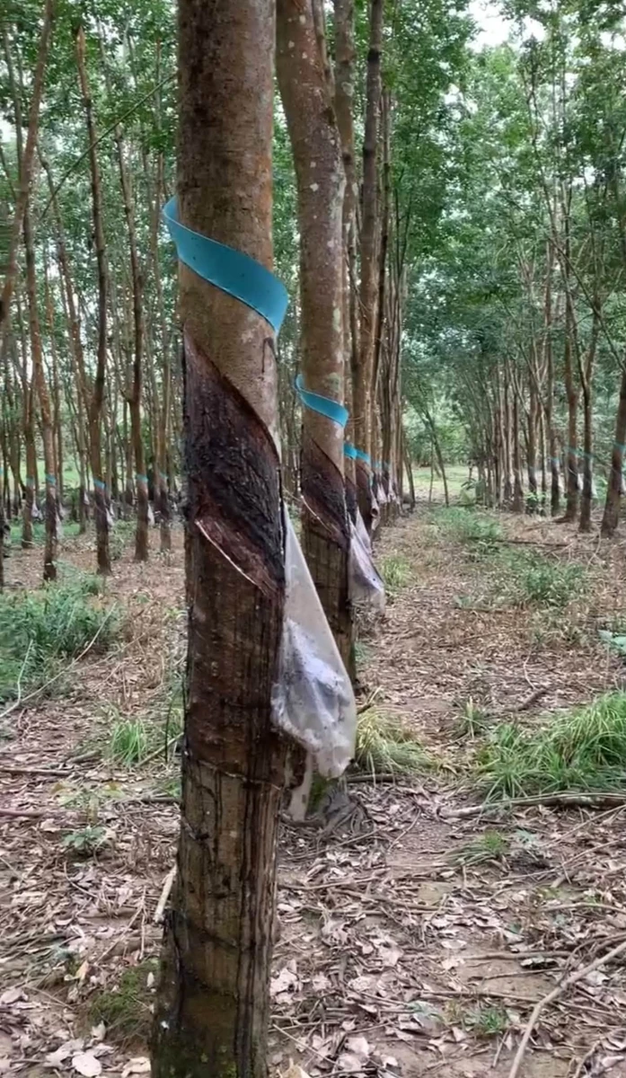 Bán đất cao su Phú Trung, Bình Phước 1.3 ha, giá 1 tỷ 9 - Ảnh thu nhỏ 2